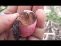Growing A Cola Tree From Seeds Growing Food On Homestead Kola Nut