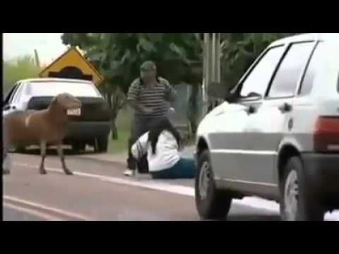 When Animals Attack