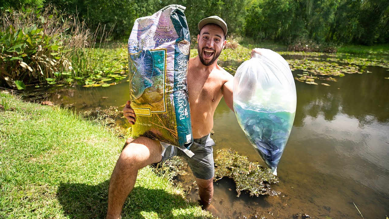 Starting Ultimate Fish Feeding Frenzy In My Pond! (500+ shiners)