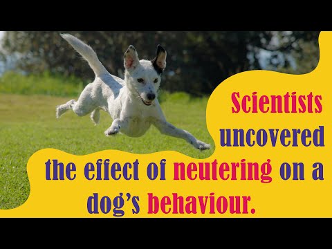 Scientists uncovered the effect of neutering on a dog’s behaviour.