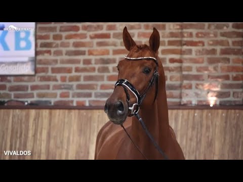 Vivaldos *2016 by Vivaldi x Desperados | Sosath Stallion Show 2022