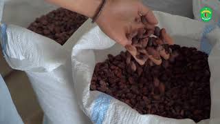 Berau Cocoa, Cikal Bakal Industrial Kakao di Kalimantan Timur