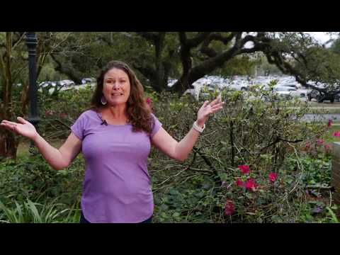 Get It Growing: prune azaleas at the right time