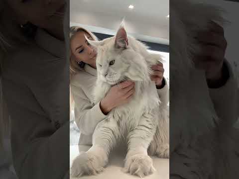 Giant Maine Coon