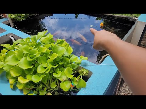 Mi secreto para tener agua cristalina en mi estanque de peces