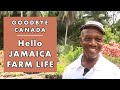 How To Start A FARM In JAMAICA
