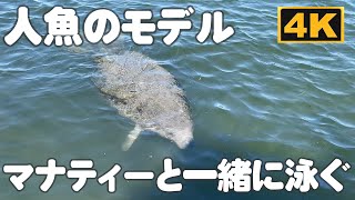 4K | 人魚のモデル！"マナティー"と一緒に泳ぐ【透明度抜群のフロリダ州クリスタル・リバー】