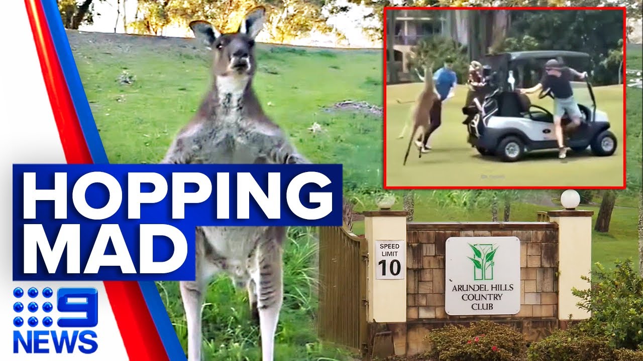 Woman hospitalised after kangaroos target Queensland golf club | 9 News Australia