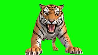 Download lagu Attacking Tiger Green Screen mp3