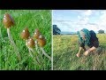 Mushroom Picking Guide ๐ (Liberty Caps) Mushroom Picking Guide ๐ (Liberty Caps)