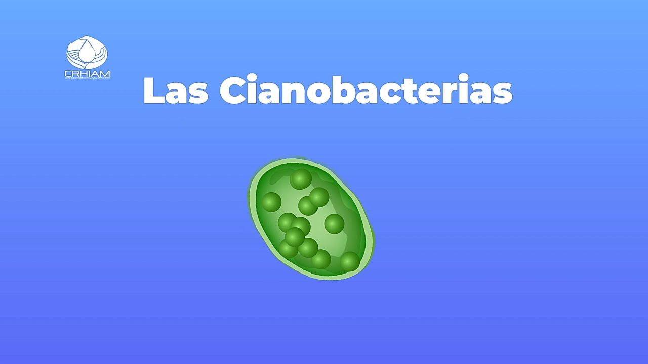 ¿Qué son las Floraciones de Cianobacterias?