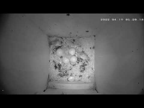 Screech Owl Nest - First Hatchling
