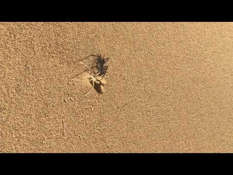 im Sand grabende Spinne in Wahiba Sands, Oman