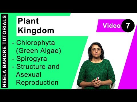 Plant Kingdom | NEET | Chlorophyta (Green Algae) - Spirogyra - Structure and Asexual Reproduction
