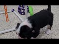 Miniature Bernese Mountain Dog dogs for sale: Mason - Video 1