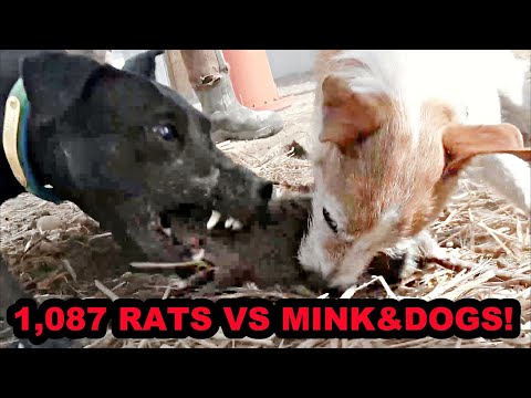 1,087 RATS on One Pheasant Farm!!!!!