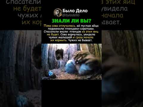СОВА ПРИНЯЛА ЧУЖИХ ПТЕНЦОВ