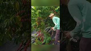 Download lagu fast and efficient coffee harvesting techniques #shorts #tips #farming mp3