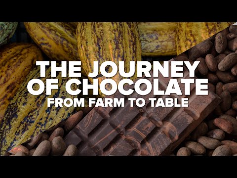 From Farm To Table: The Journey of Chocolate