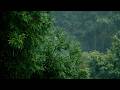 Gentle Rain Falling on Trees | 15 Minutes of Forest Ambience 🌿🌧️