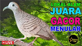 Download lagu Perkutut Lokal Gacor alam liar - MASTER PIKAT AMPUH mp3 Download lagu Perkutut Lokal Gacor alam liar - MASTER PIKAT AMPUH mp3