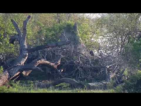 Djuma: Sights and sounds including Birds, Antelope and Hippo - 16:39 - 10/17/20