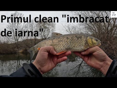 🎣 Am prins primul clean mare din acesta iarna, la gume pe râu! Un pește mare și sănătos. 🎣