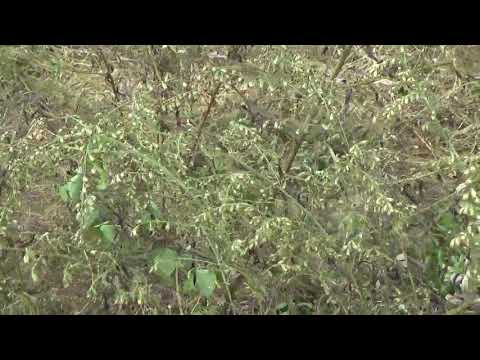 園芸 一年生ヨモギ、中国ヨモギ、スイートヨモギ、ジンガオ