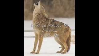 preview picture of video 'Coyote Pack in Isle La Motte'