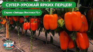 Сладкие болгарские перцы серии «Звезда Востока»: описание и характеристики сортов. Когда сажать семена на рассаду?