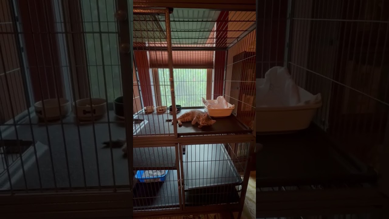 Jonah, a Adoptable Domestic Short Hair in Incline Village, NV video 3/3