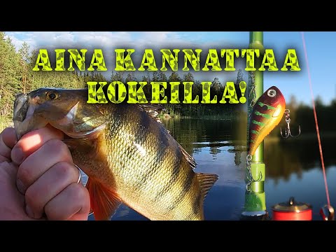 PÖLLIÄ MATALASTA LAHDESTA | Ahvenen kalastus