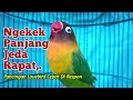 Suara Lovebird Ngekek Panjang Jeda RAPAT MASTERAN Lovebird Paling Cepat DI RESPON