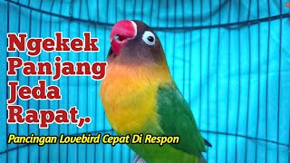 Download lagu Suara Lovebird Ngekek Panjang Jeda RAPAT, MASTERAN Lovebird Paling Cepat DI RESPON mp3 Download lagu Suara Lovebird Ngekek Panjang Jeda RAPAT, MASTERAN Lovebird Paling Cepat DI RESPON mp3
