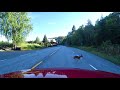 Rådyr og hennes kalv over traffikert vei - Deer and her calf over the busy road