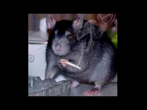 slow dancing in the dark with a smoking rat (low quality audio; extended ver.)