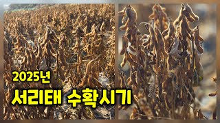 청자5호 수확시기 2025년 검은콩 서리태 충북 괴산 풀뿌리농장 [콩재배방법]