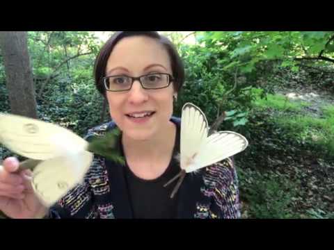 Crafts from Nature with Ms. Sarah - Paper moths