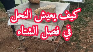 كيف يعيش النحل في فصل الشتاء رغم البرد 2025/12/23