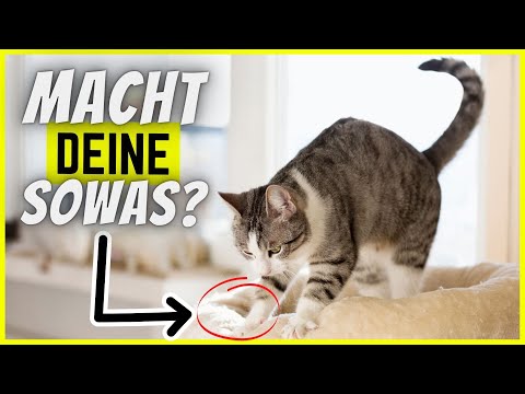 10 kuriose Angewohnheiten von besonders intelligenten Katzen