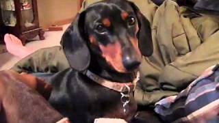 Dog talking, I WANT MY BED!!