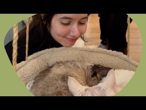 Le Chat Mallow Café - un café à chats à Paris !