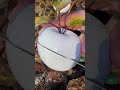 White Apple Kashmir Apple Garden Pahelgam