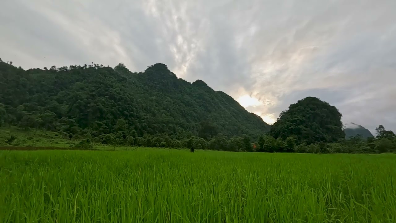 Relaxation-Nature Sounds Nature water sounds Nature Sleep Aid sounds Forest Birdsong