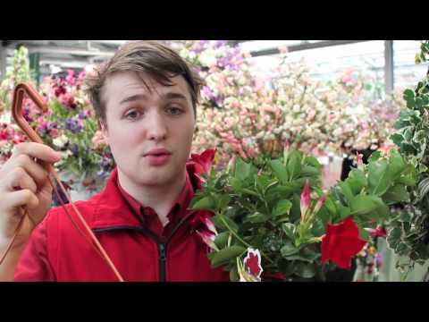 Die Blumenshow - Folge 1 - Was zum Teufel ist das für ein Video?