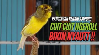 Download lagu SUARA Kenari GACOR PANJANG Pancingan & masteran Kenari Paud AGAR gacor AMPUH Kenari MACET bunyii mp3