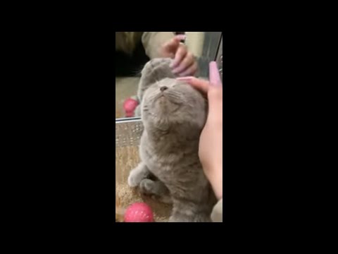 Cat Closes Its Eyes and Enjoys Some Relaxing Head Rubs as It Purrs