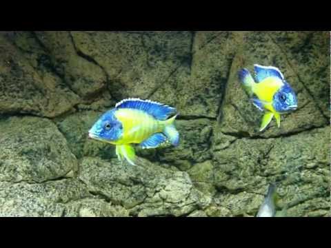 Aulonocara stuartgranti "blue neon" Undu reef males fight - PISCES