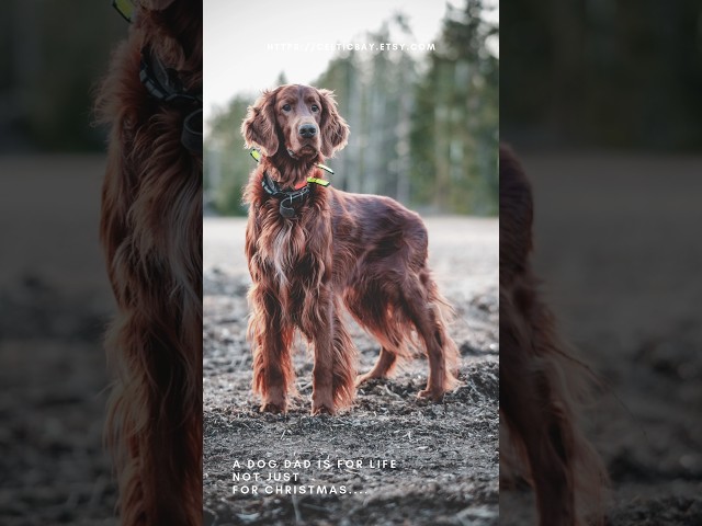 Vídeo relacionado con The Dogfather Irish Setter Dog Father Dad Gift Camiseta