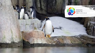 Biodôme de Montréal - Espace pour la vie